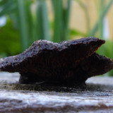 Flora Plant Beauty Publicdomain (227)