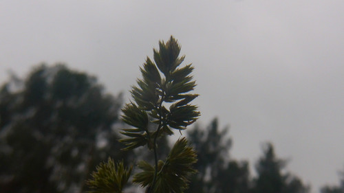 Flora Plant Beauty Publicdomain (237).jpg