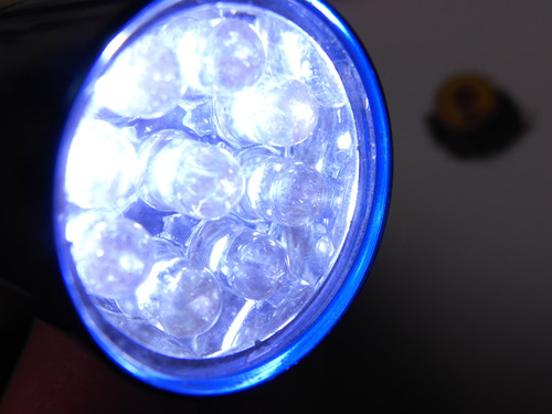 Flora Plant Beauty Publicdomain (150).jpg