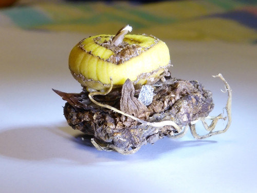 Flora Plant Beauty Publicdomain (146).jpg