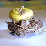 Flora Plant Beauty Publicdomain (146)