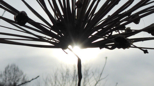 Flora Plant Beauty Publicdomain (156).jpg