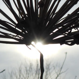 Flora Plant Beauty Publicdomain (156)