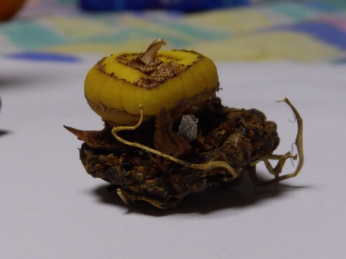 Flora Plant Beauty Publicdomain (145).jpg