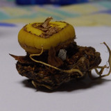 Flora Plant Beauty Publicdomain (145)