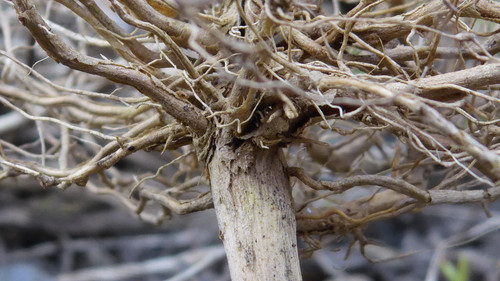 Flora Plant Beauty Publicdomain (163).jpg