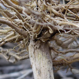 Flora Plant Beauty Publicdomain (163)