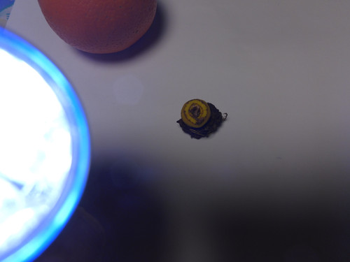 Flora Plant Beauty Publicdomain (149).jpg