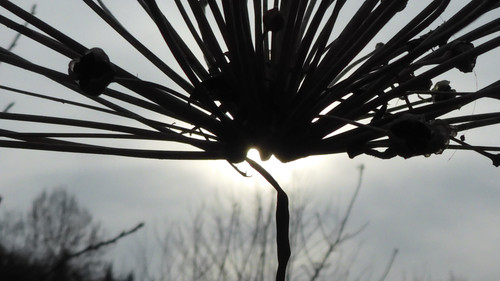 Flora Plant Beauty Publicdomain (154).jpg