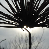 Flora Plant Beauty Publicdomain (154)