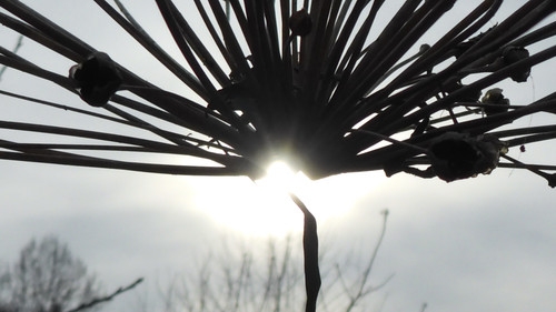 Flora Plant Beauty Publicdomain (155).jpg