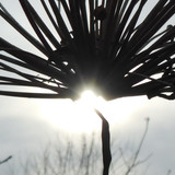 Flora Plant Beauty Publicdomain (155)