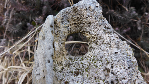 Flora Plant Beauty Publicdomain (159).jpg