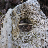 Flora Plant Beauty Publicdomain (159)