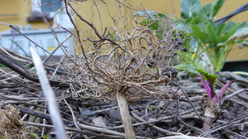 Flora Plant Beauty Publicdomain (161).jpg