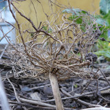 Flora Plant Beauty Publicdomain (161)