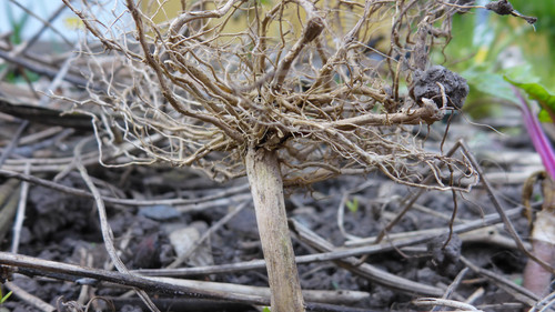 Flora Plant Beauty Publicdomain (162).jpg