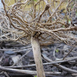 Flora Plant Beauty Publicdomain (162)