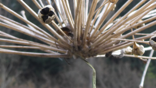 Flora Plant Beauty Publicdomain (151).jpg