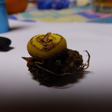 Flora Plant Beauty Publicdomain (144)