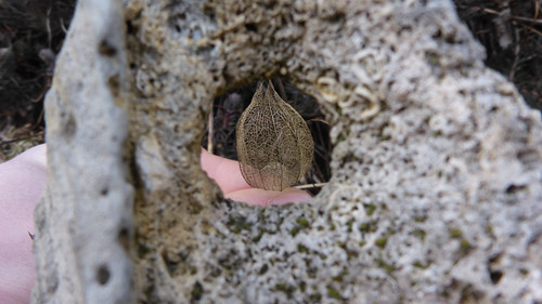 Flora Plant Beauty Publicdomain (157).jpg