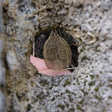 Flora Plant Beauty Publicdomain (157)