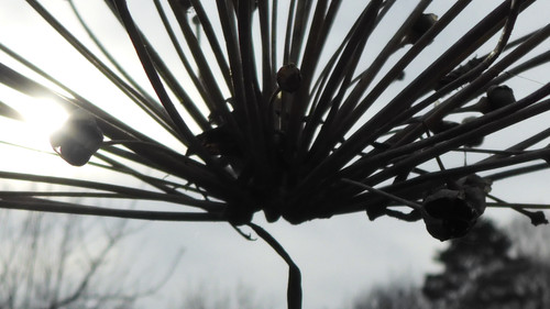 Flora Plant Beauty Publicdomain (152).jpg