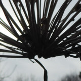 Flora Plant Beauty Publicdomain (152)