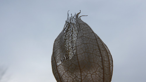 Flora Plant Beauty Publicdomain (160).jpg