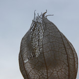 Flora Plant Beauty Publicdomain (160)