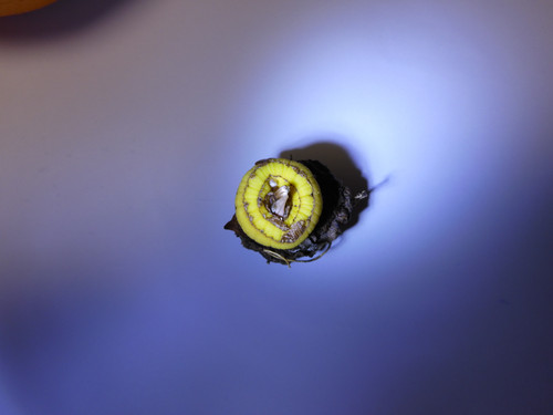 Flora Plant Beauty Publicdomain (148).jpg