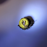 Flora Plant Beauty Publicdomain (148)