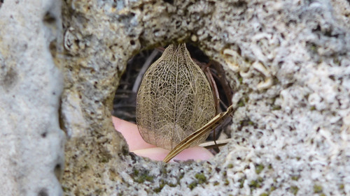 Flora Plant Beauty Publicdomain (158).jpg