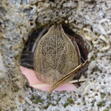 Flora Plant Beauty Publicdomain (158)