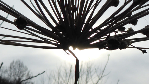 Flora Plant Beauty Publicdomain (153).jpg