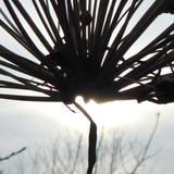 Flora Plant Beauty Publicdomain (153)