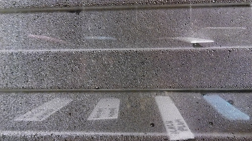 Flora Plant Beauty Publicdomain (175).jpg