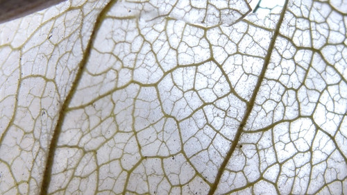 Flora Plant Beauty Publicdomain (169).jpg