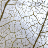 Flora Plant Beauty Publicdomain (169)