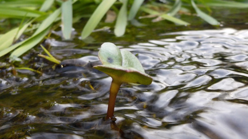 Flora Plant Beauty Publicdomain (181).jpg