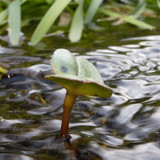 Flora Plant Beauty Publicdomain (181)