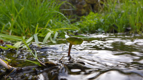 Flora Plant Beauty Publicdomain (179).jpg