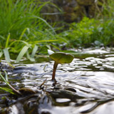 Flora Plant Beauty Publicdomain (179)