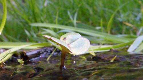 Flora Plant Beauty Publicdomain (183).jpg