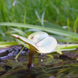 Flora Plant Beauty Publicdomain (183)