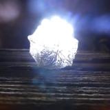 Flora Plant Beauty Publicdomain (171)