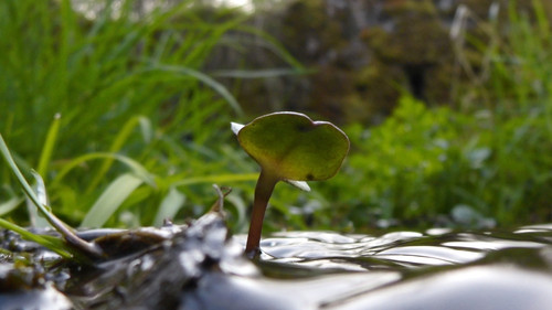 Flora Plant Beauty Publicdomain (180).jpg