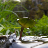 Flora Plant Beauty Publicdomain (180)