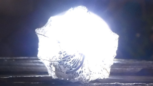 Flora Plant Beauty Publicdomain (173).jpg