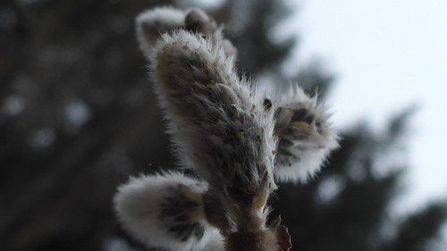 Flora Plant Beauty Publicdomain (174).jpg